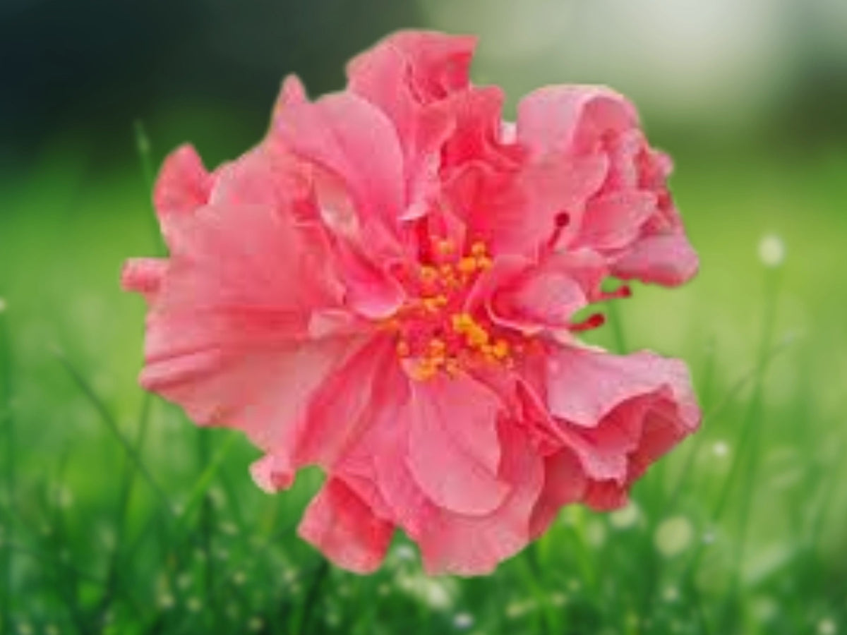 20 Double Pink Hibiscus Seeds – Perennial Hardy Flower for Exotic Garden