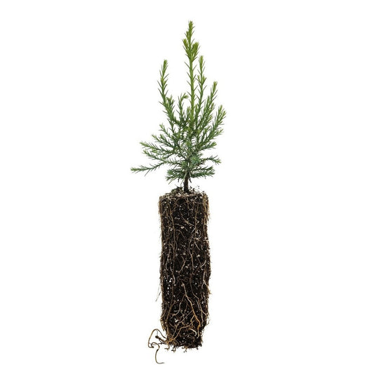 Giant Sequoia Redwood - Sequoiadendron giganteum - 1 Starter Plant (5-8 inches tall)