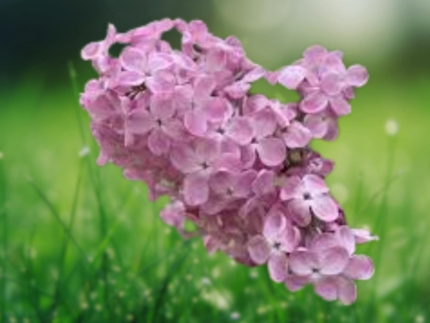25 Seeds Blush Lilac Tree Fragrant Flowers Perennial Seed Flower
