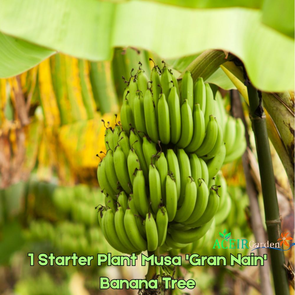 Musa 'Gran Nain' Dwarf Banana Tree - 1 Live Plant, Tropical Fruit, Fast Growing