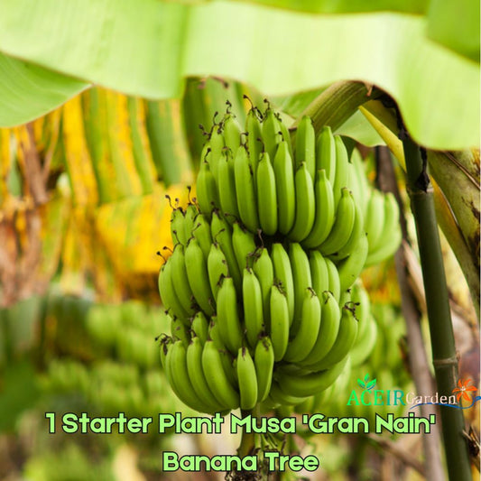 Musa 'Gran Nain' Dwarf Banana Tree - 1 Live Plant, Tropical Fruit, Fast Growing