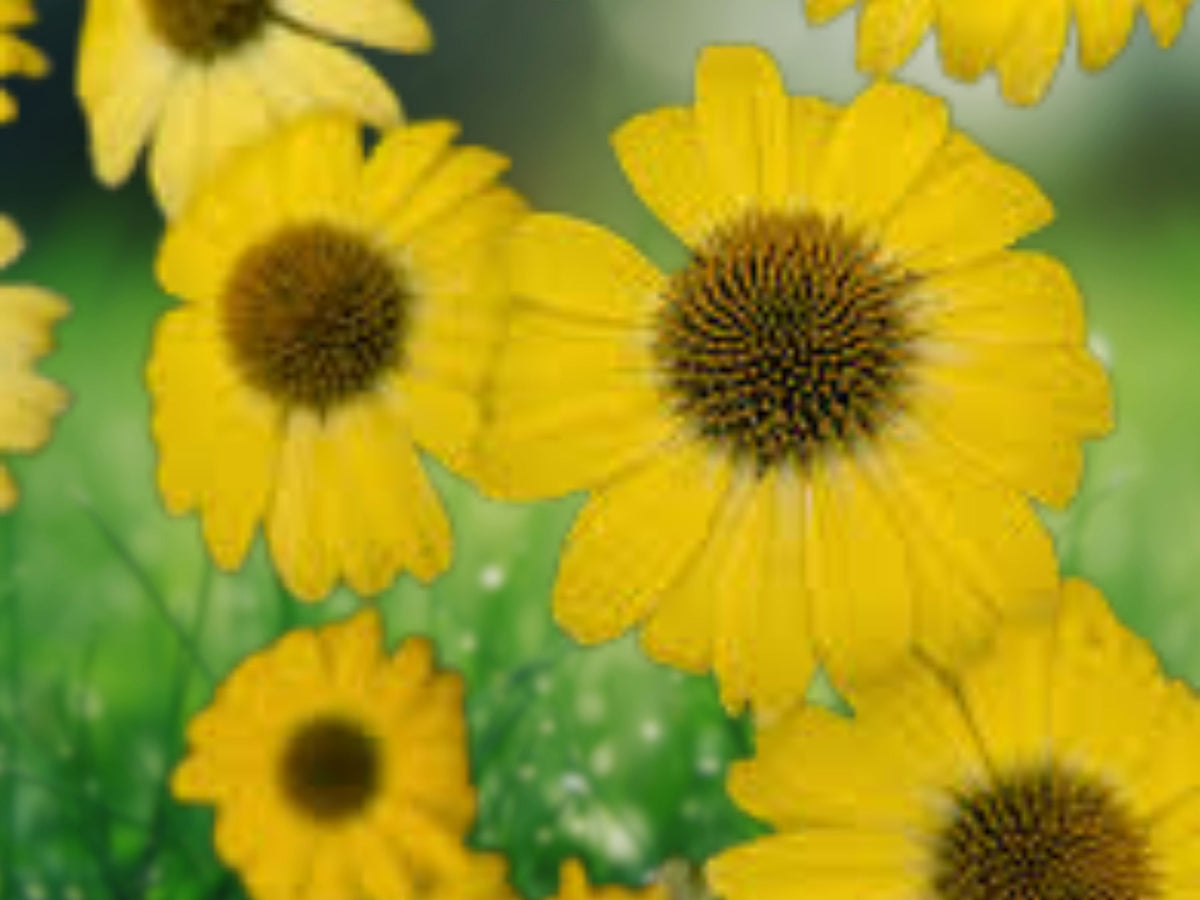 50 Canary Feather Coneflower Seeds - Echinacea Perennial Flower Seeds