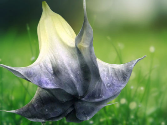 10 Seeds Black Angel Trumpet Brugmansia Datura Fragrant Flower