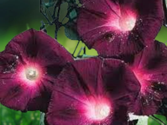 20 Black Knight Morning Glory Seeds Annual Flower Climbing Vine