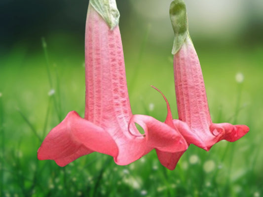 10 Seeds Red Prince Angel Trumpet (Brugmansia) - Fragrant Tropical Flower