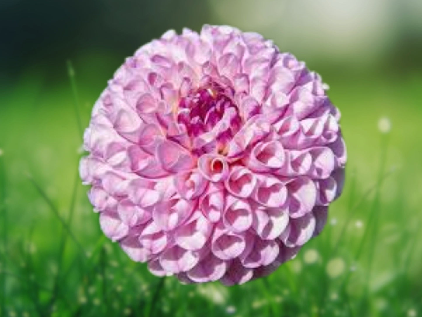 25 Chimacum Dahlia Seeds Perennial Flower Garden Bloom
