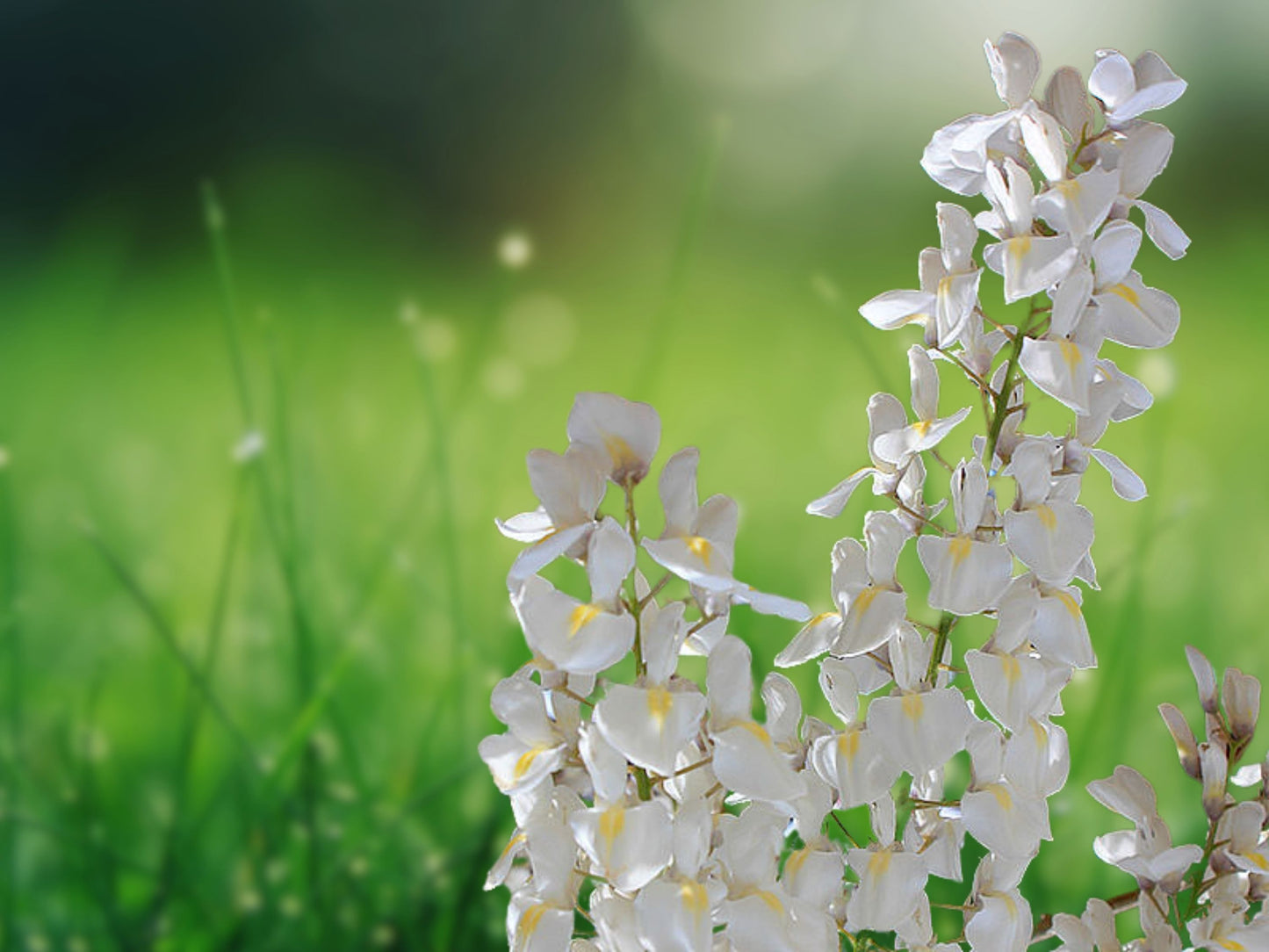 5 Seeds White Chinese Wisteria Vine Fragrant Climbing Perennial Flowers