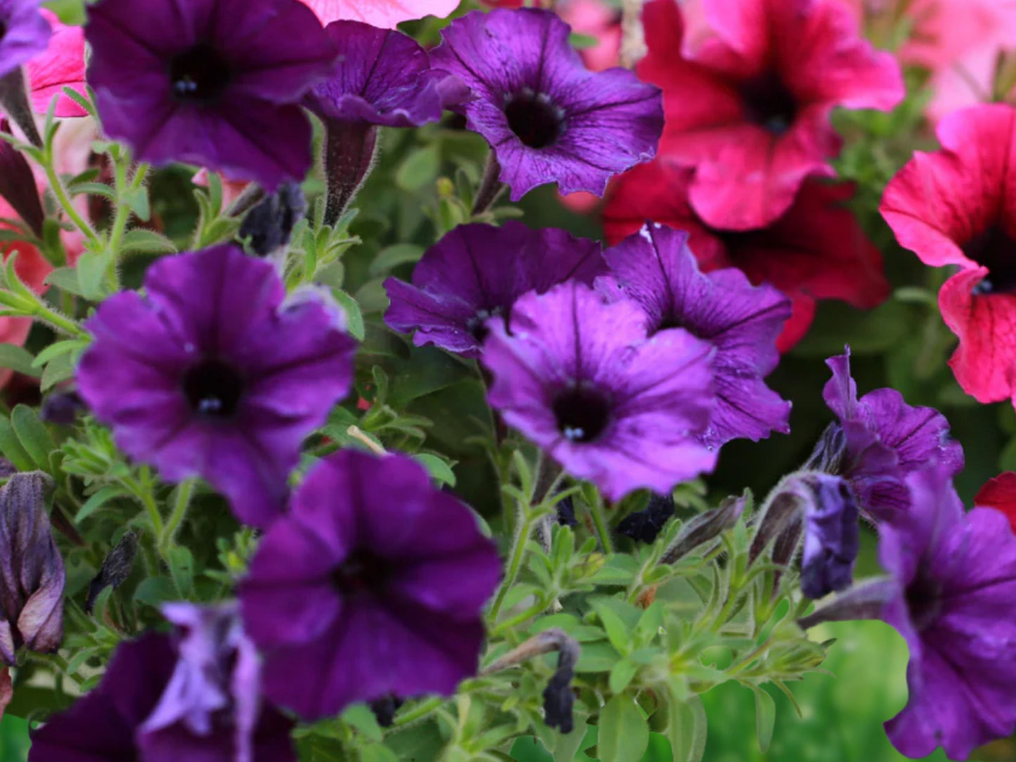 2000+ Petunia Seeds Dwarf Mix - Colorful Annual Flowers for Garden, Bees, Borders & Containers