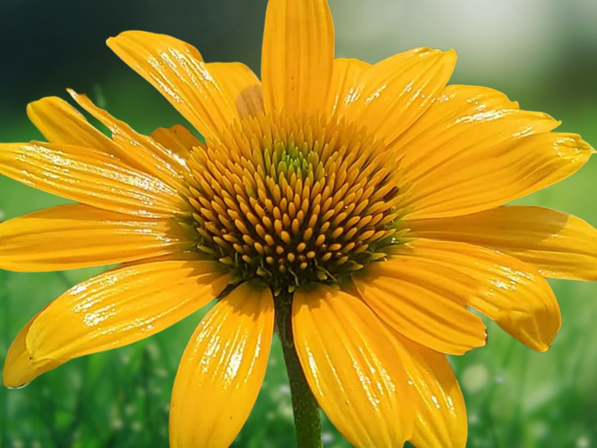50 Yellow Ombre Coneflower Seeds - Echinacea Perennial Flower Seeds