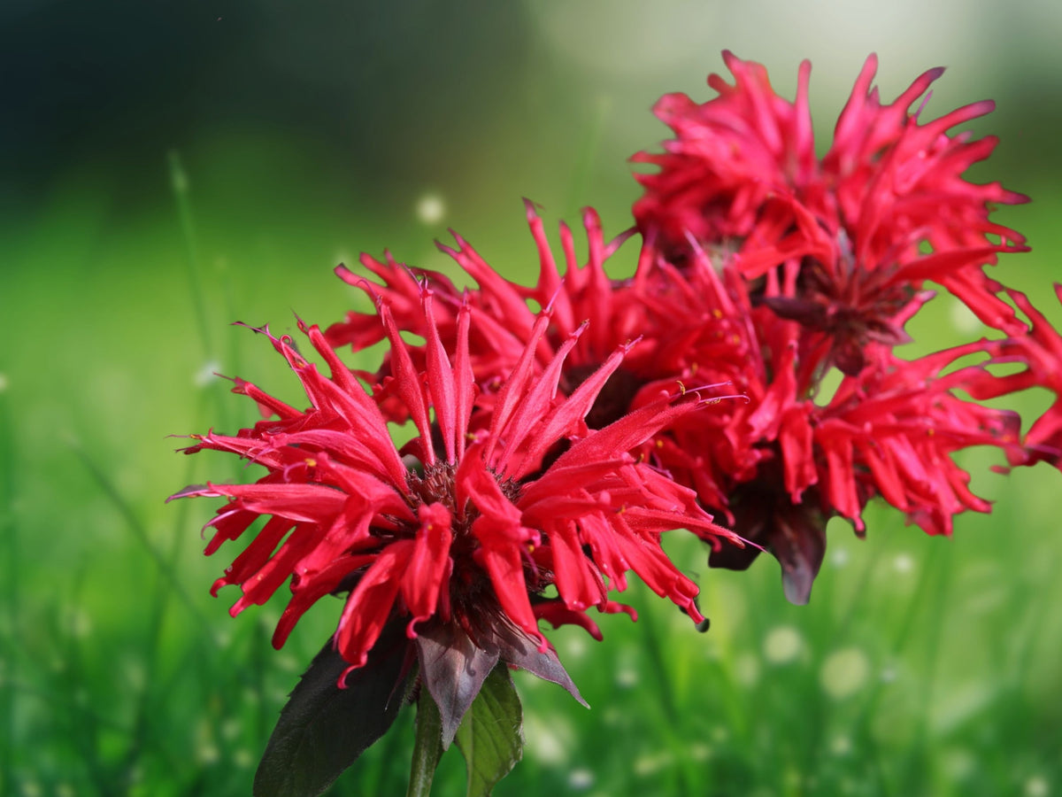 25 Bacardi Dahlia Seeds - Perennial Flower Seeds for Planting