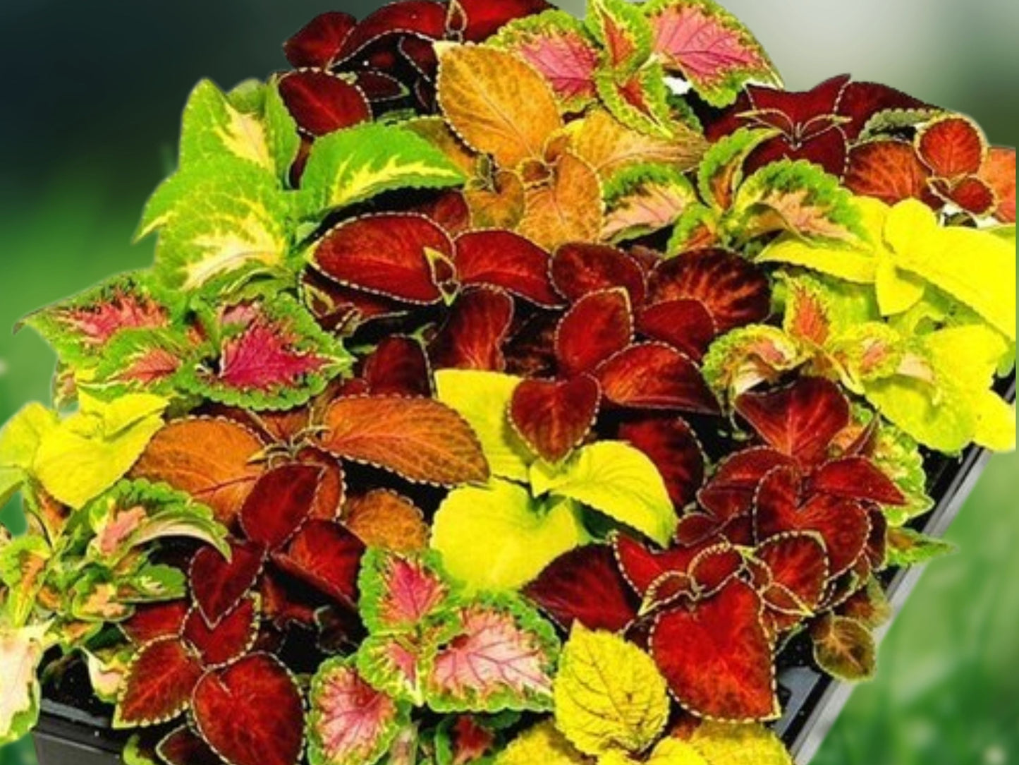 500 Coleus Rainbow Mix Seeds - Colorful Foliage Plants for Shade Gardens, Containers & Borders