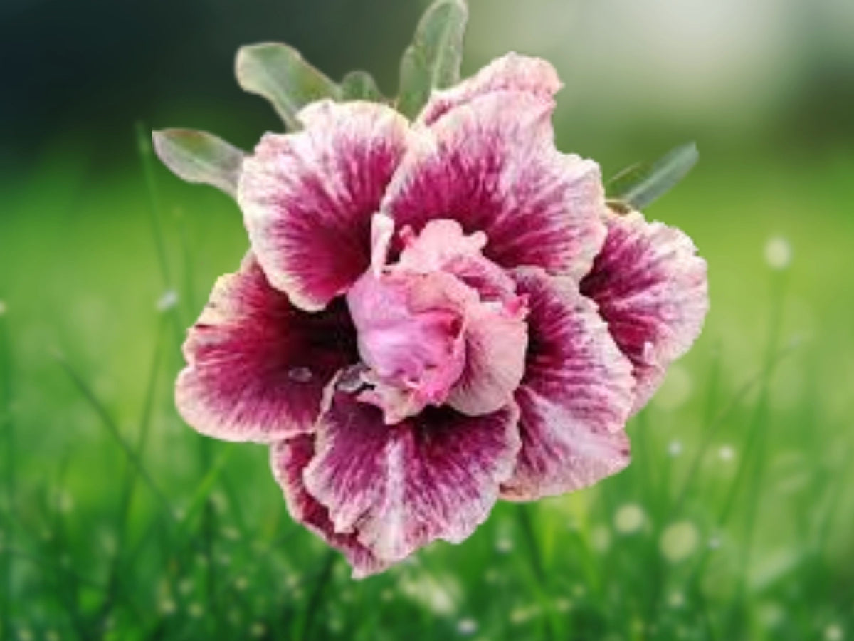 4 Purple Cream Desert Rose Seeds - Adenium Obesum Flower Seeds for Planting