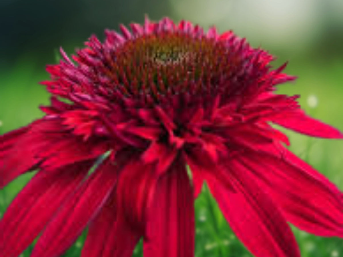50 Strawberry Delux Coneflower Seeds – Echinacea Perennial Flower