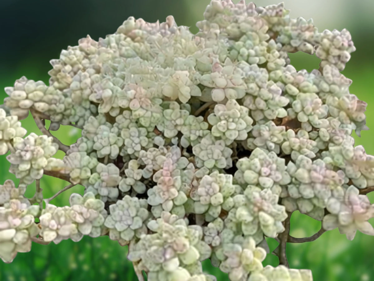 Sedum dasyphyllum 'Corsican Stonecrop' Succulent Plant in 2 Inch Pot