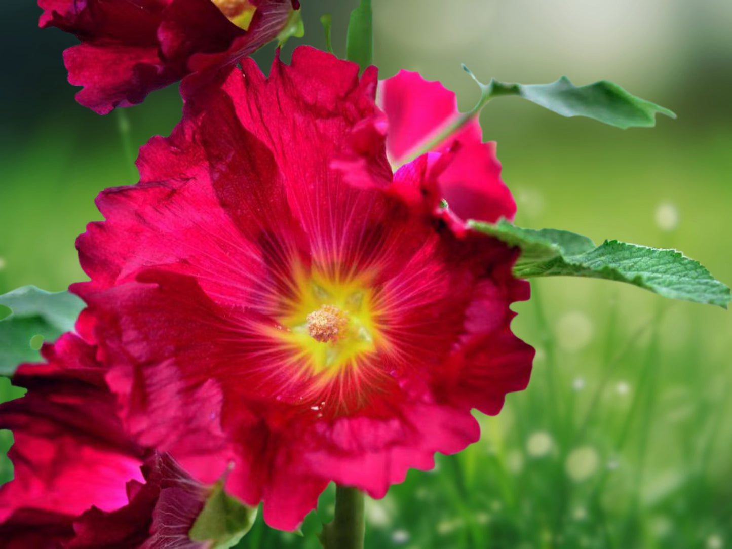 25 Seeds Burgundy Red Hollyhock Perennial Flower Tall Cottage Garden Heirloom