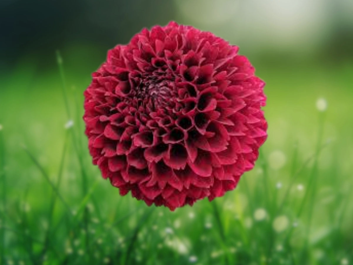 25 Mirella Dahlia Seeds Perennial Flower Seeds Flowering Bloom