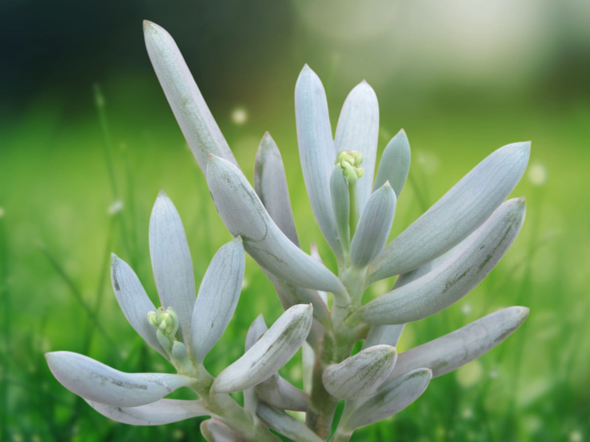 Blue Chalk Sticks Succulent Plant - Senecio serpens 2 Inch Pot