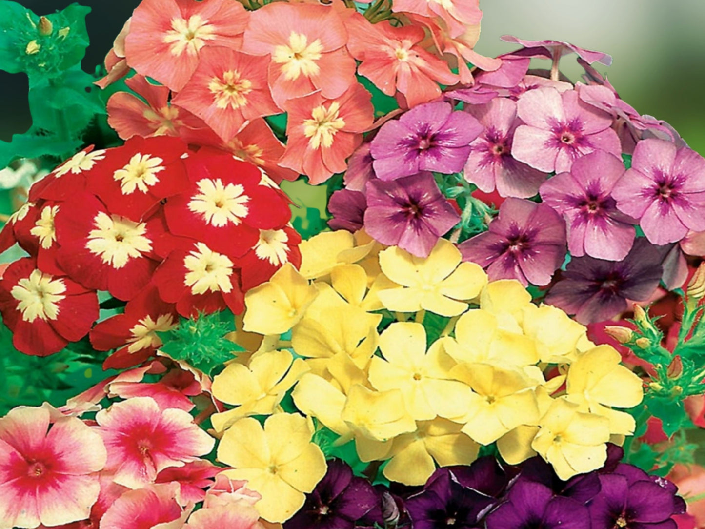50 Purple Orange Pink Phlox Seeds Perennial Flower Plant Garden