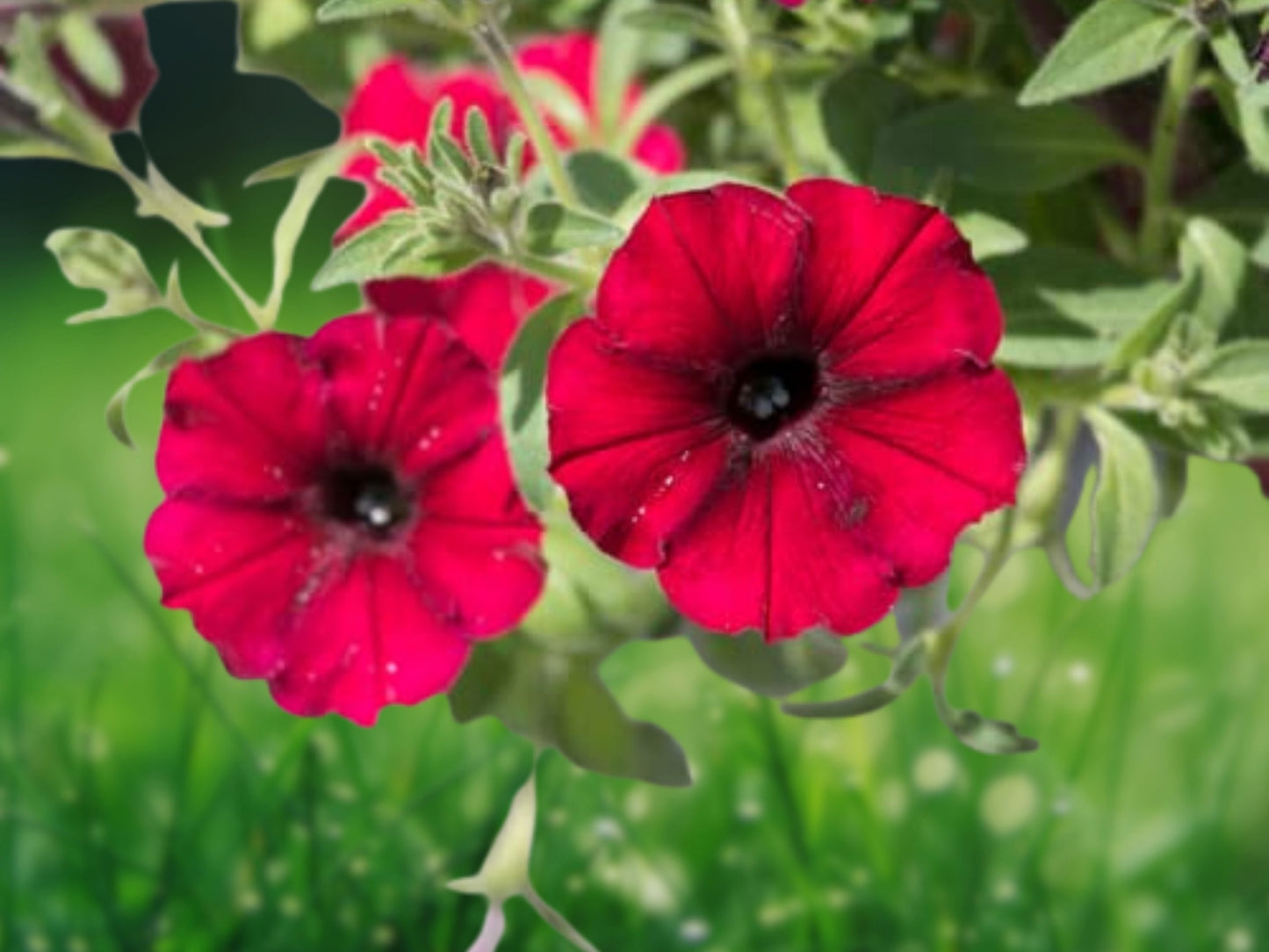 50 Bright Red Petunia Seeds for Containers Hanging Baskets Window Boxes