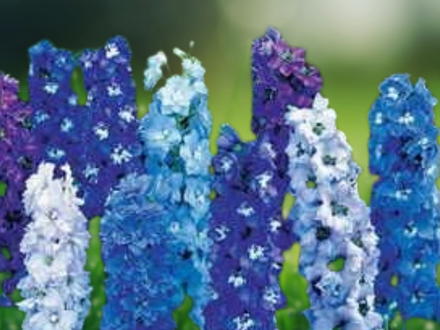 50 Magic Fountain Delphinium Seeds Perennial Garden Flower Seed Flowers