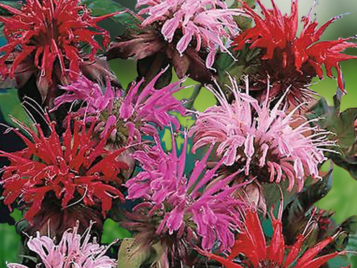 100 Pink Bee Balm Seeds - Monarda Flower Seeds for Planting