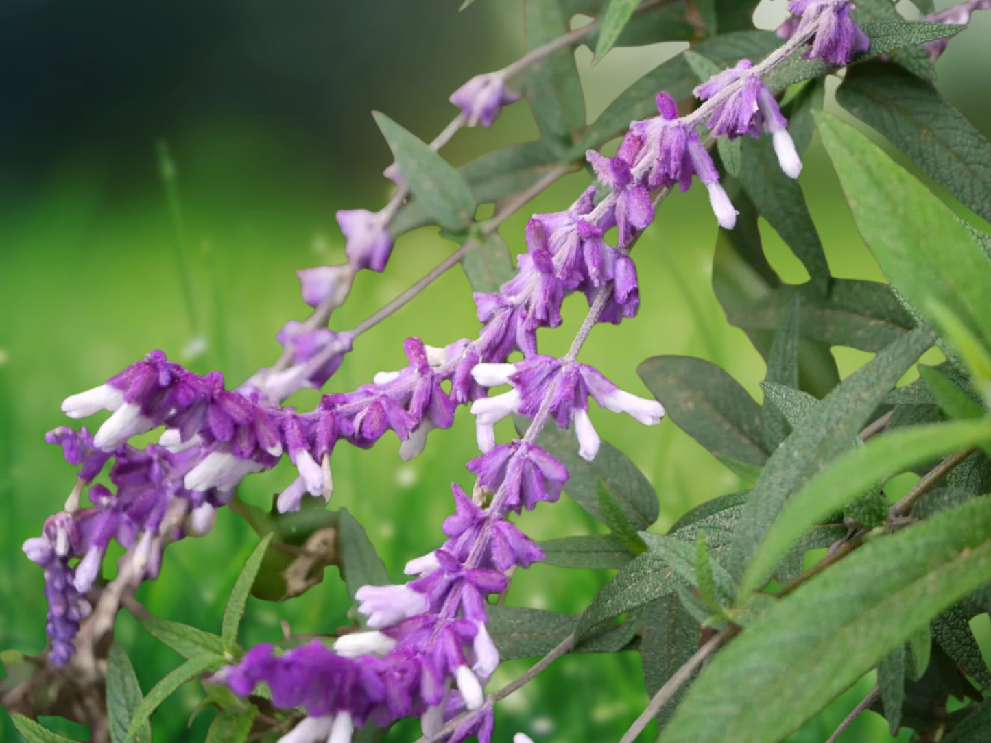 50 Leucantha Salvia Seeds Perennial Flowers Hummingbird Attractor
