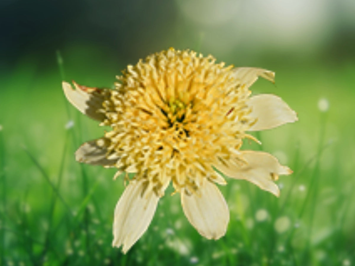 50 Butter Pecan Coneflower Seeds - Echinacea Perennial Flower Seeds