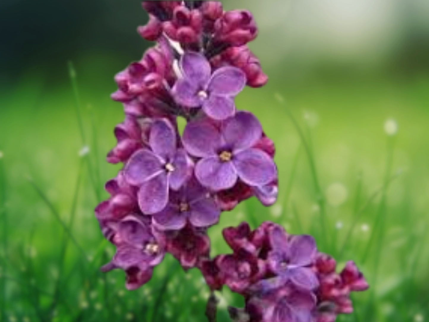 25 Seeds Fragrant Purple Lilac Tree Hardy Perennial Flower