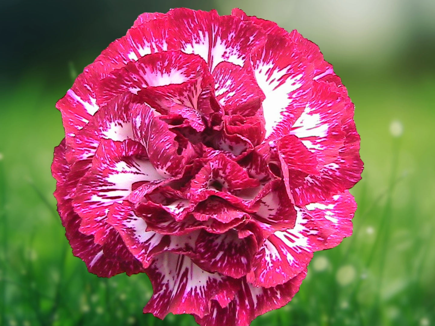 100 Seeds Audrey Robinson Carnation Dianthus Perennial Cut Flower Garden