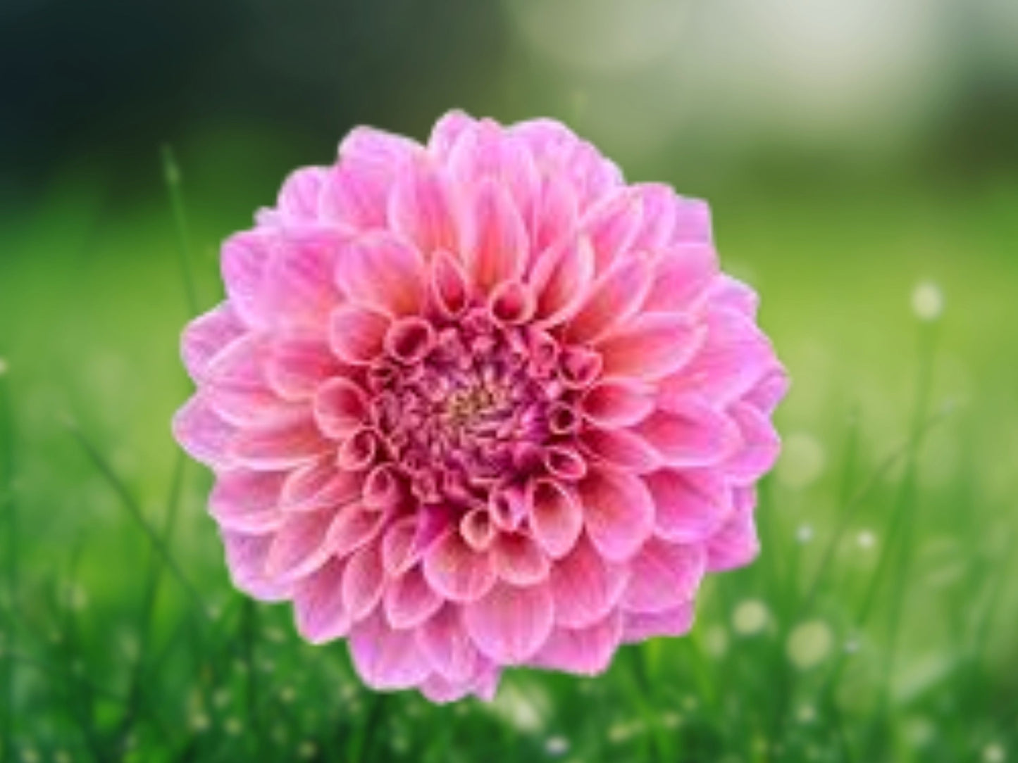 25 Seeds Daisy Duke Dahlia Flower Perennial Bloom