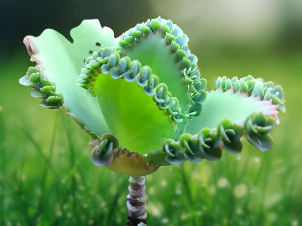 Mother of Thousands Plant 'Kalanchoe laetivirens' Succulent in 2 Inch Pot