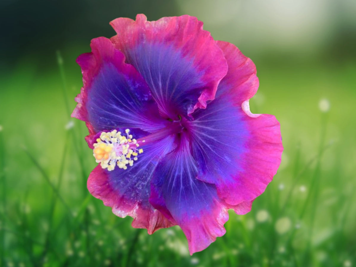 20 Pink Blue Hibiscus Seeds – Tropical Perennial Flower Seeds for Planting