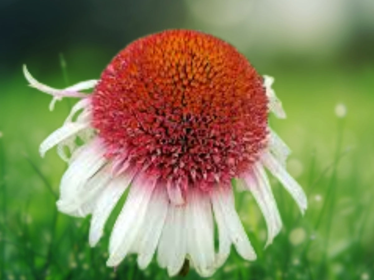50 Strawberry & Cream Coneflower Seeds - Echinacea Perennial Flower Seeds
