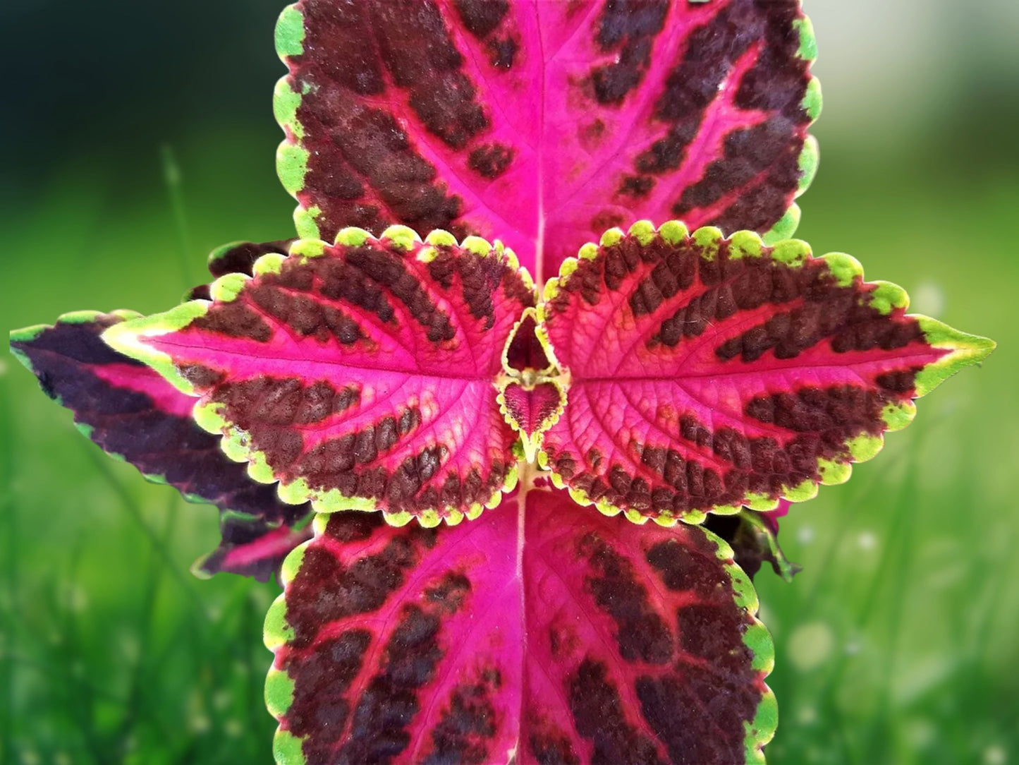 20 Seeds Coleus Rare Color Mix - Pink Black Green Variegated Foliage - Shade Loving Annual