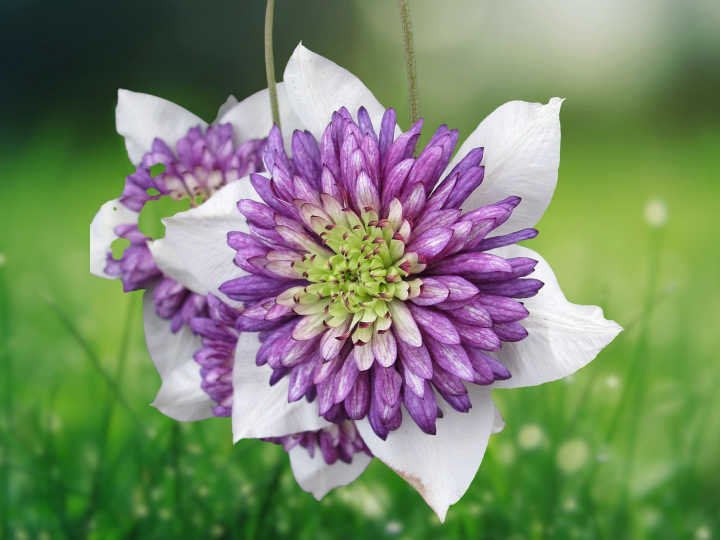 25 White Purple Clematis Seeds Large Bloom Climbing Perennial Garden Flower