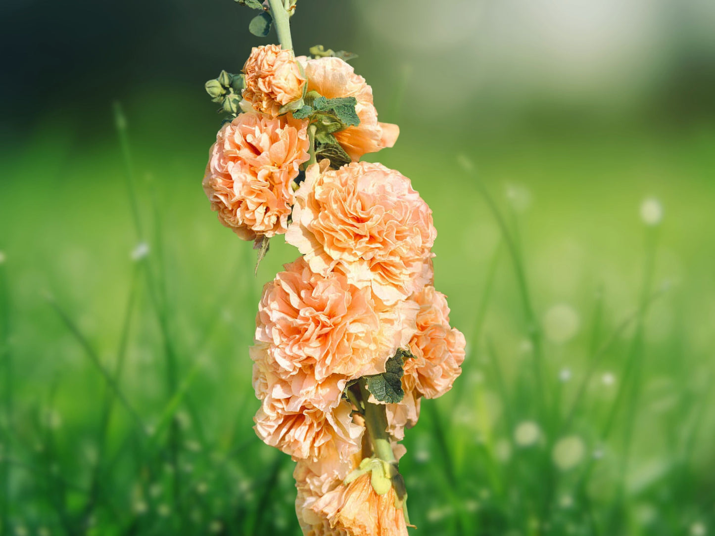 25 Seeds Apricot Hollyhock Perennial Flower Seeds
