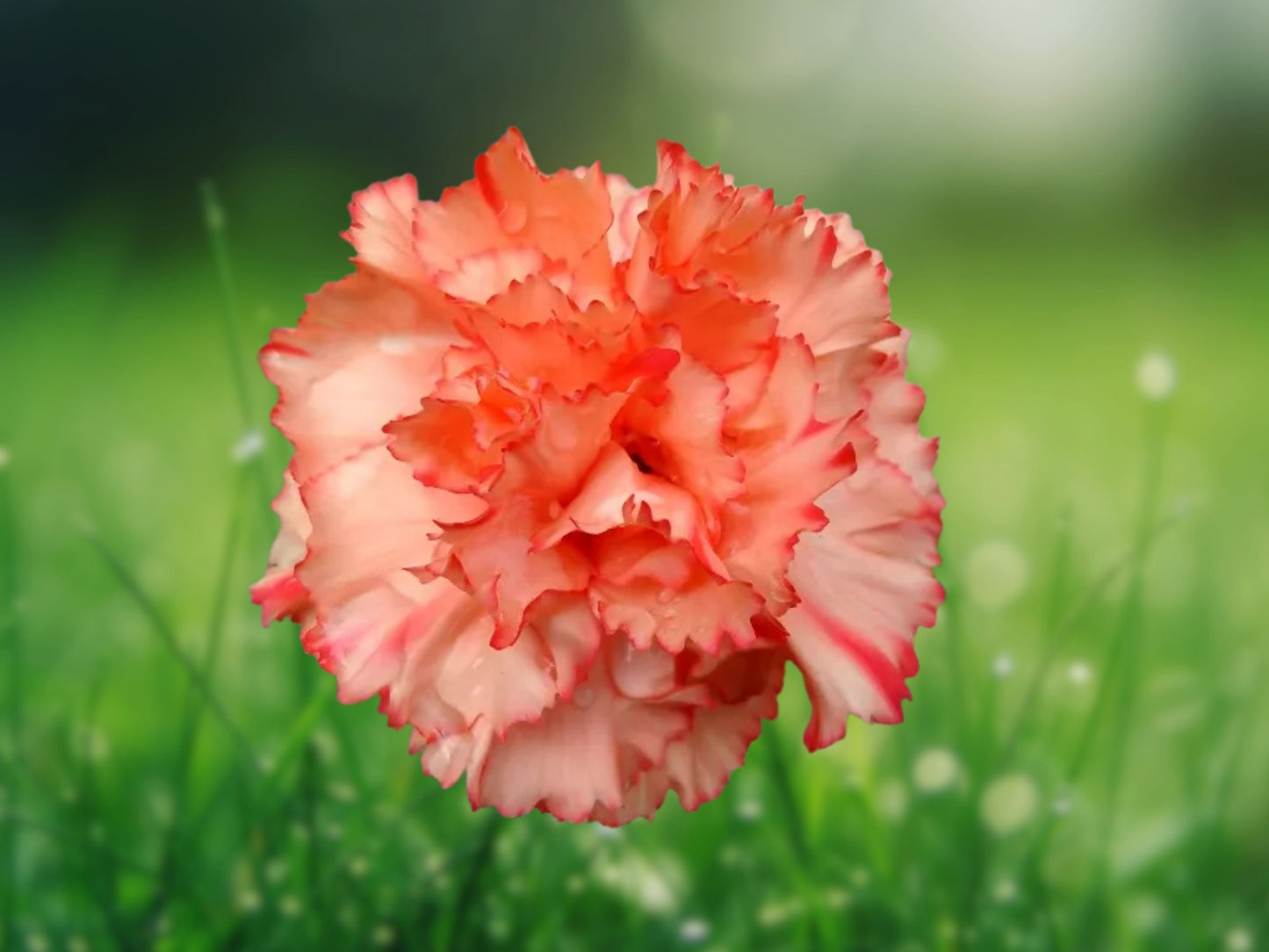 100 Seeds Chabaud Carnation Dianthus Flowers Perennial Cut Flower