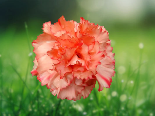 100 Seeds Chabaud Carnation Dianthus Flowers Perennial Cut Flower