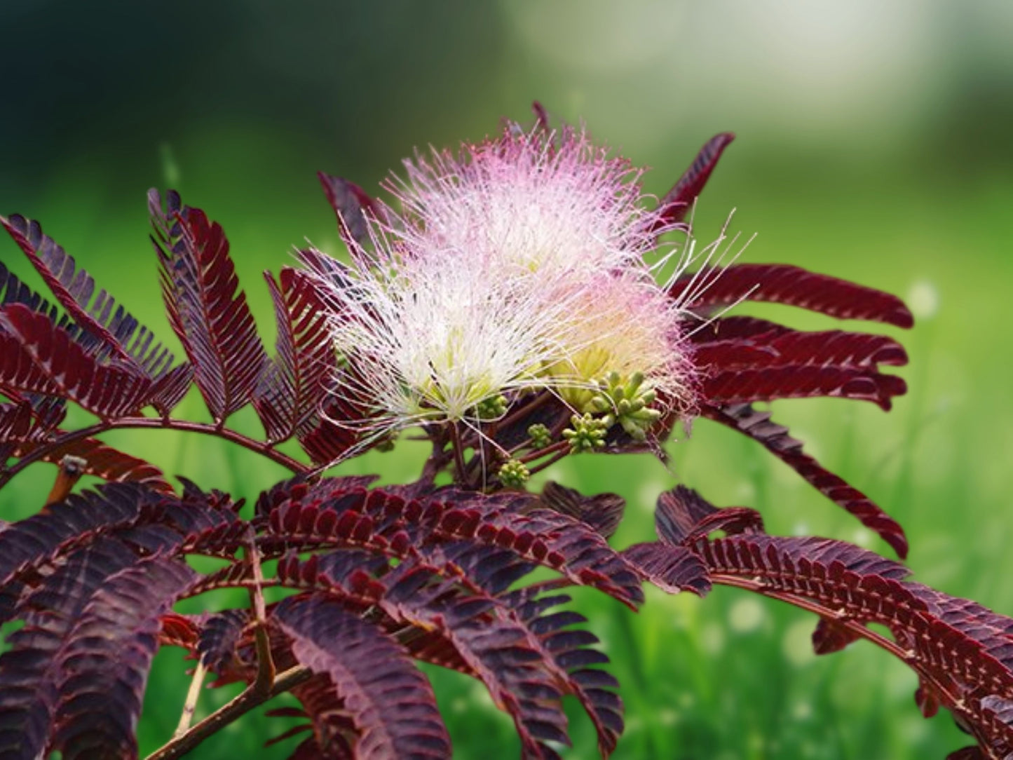 10 Seeds Summer Chocolate Mimosa Tree Silk Tree Albizia julibrissin