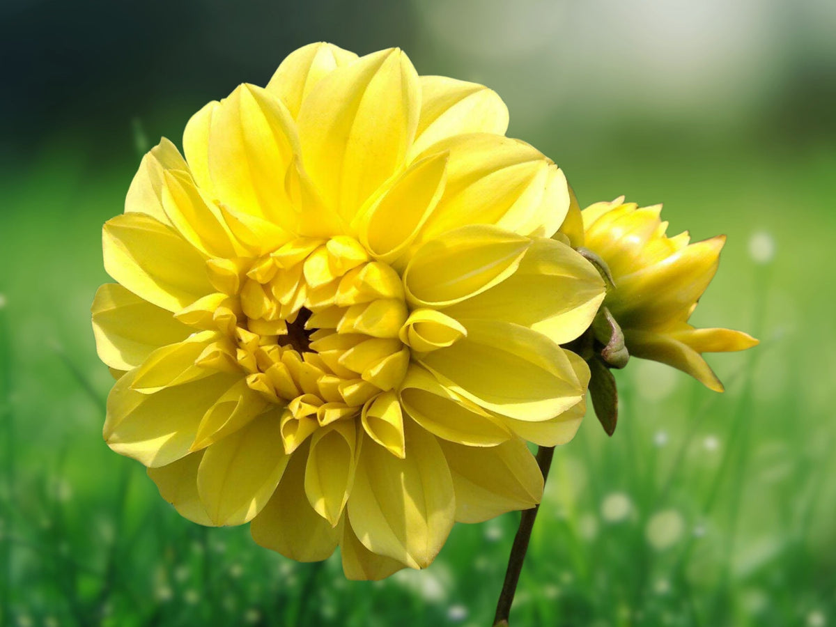 25 American Sun Dahlia Seeds - Perennial Flower Seeds for Planting