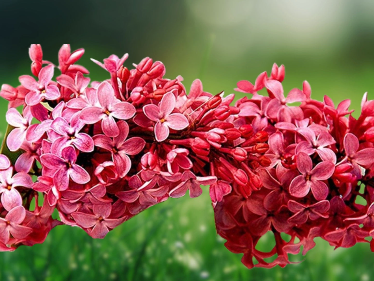 25 Seeds Crimson Lilac Tree Fragrant Flowers Perennial
