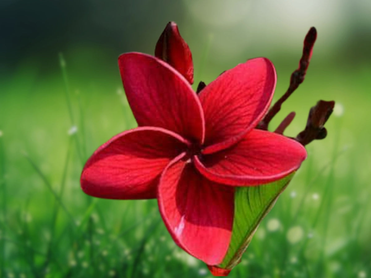 5 Red Plumeria Seeds - Fragrant Tropical Flowering Plant