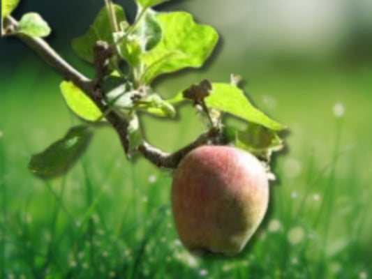 Rare Azadi Pomegranate Tree - Sweet & Productive Live Plant Fast Shipping