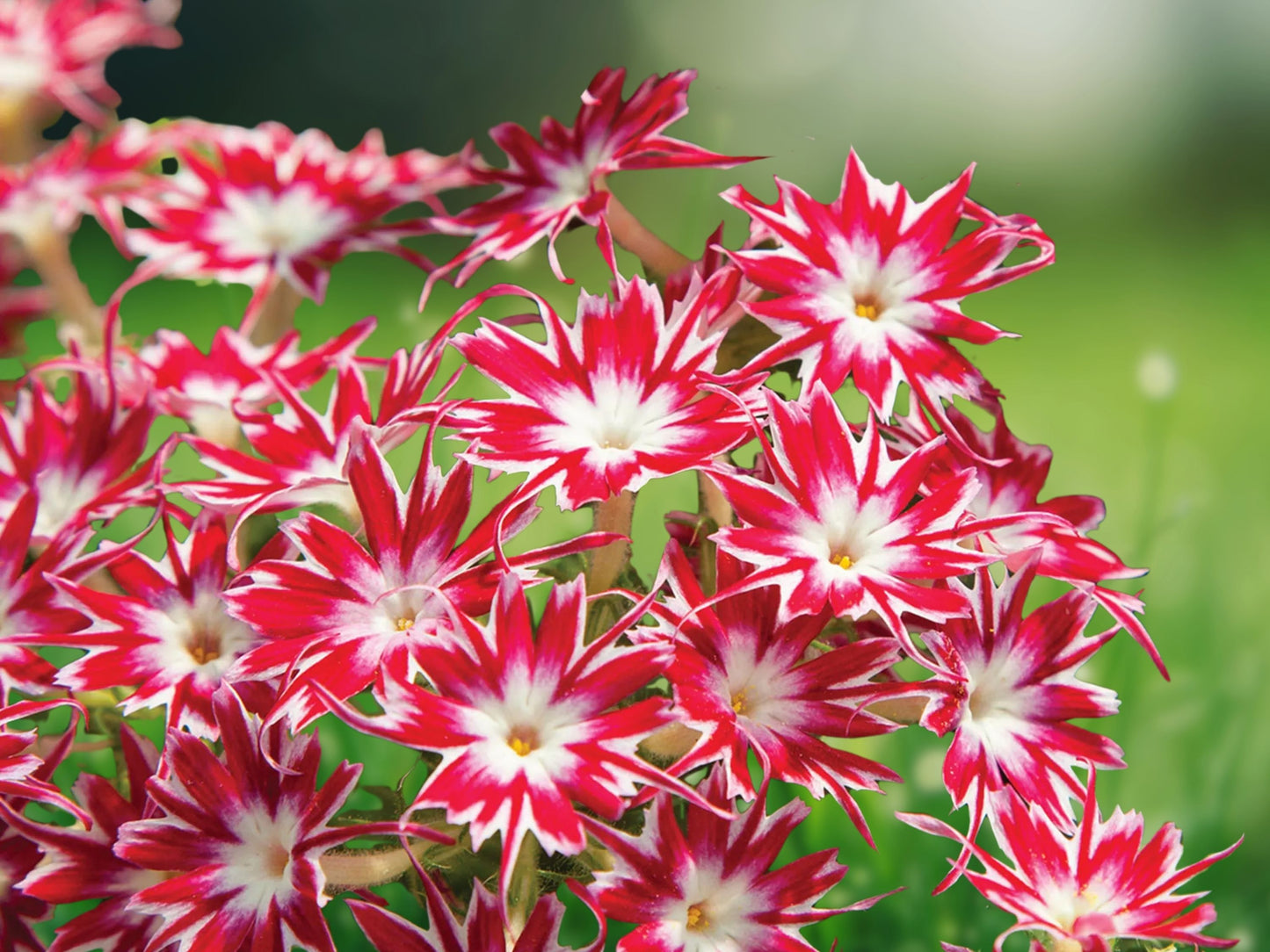 50 Bright Red White Phlox Seeds Flower Perennial Seed Flowers