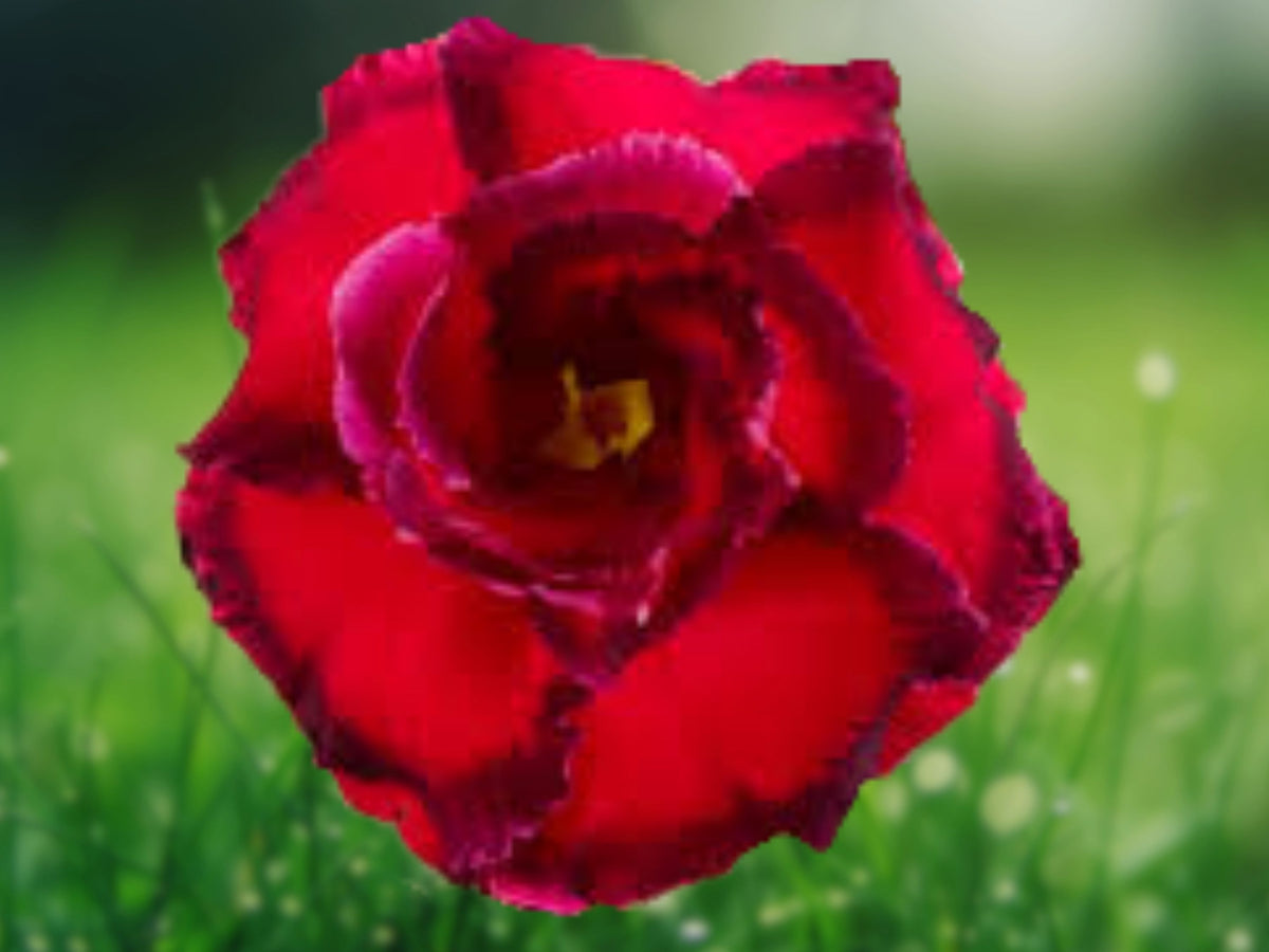 4 Red Black Tips Desert Rose Seeds – Adenium Obesum Exotic Perennial Flower
