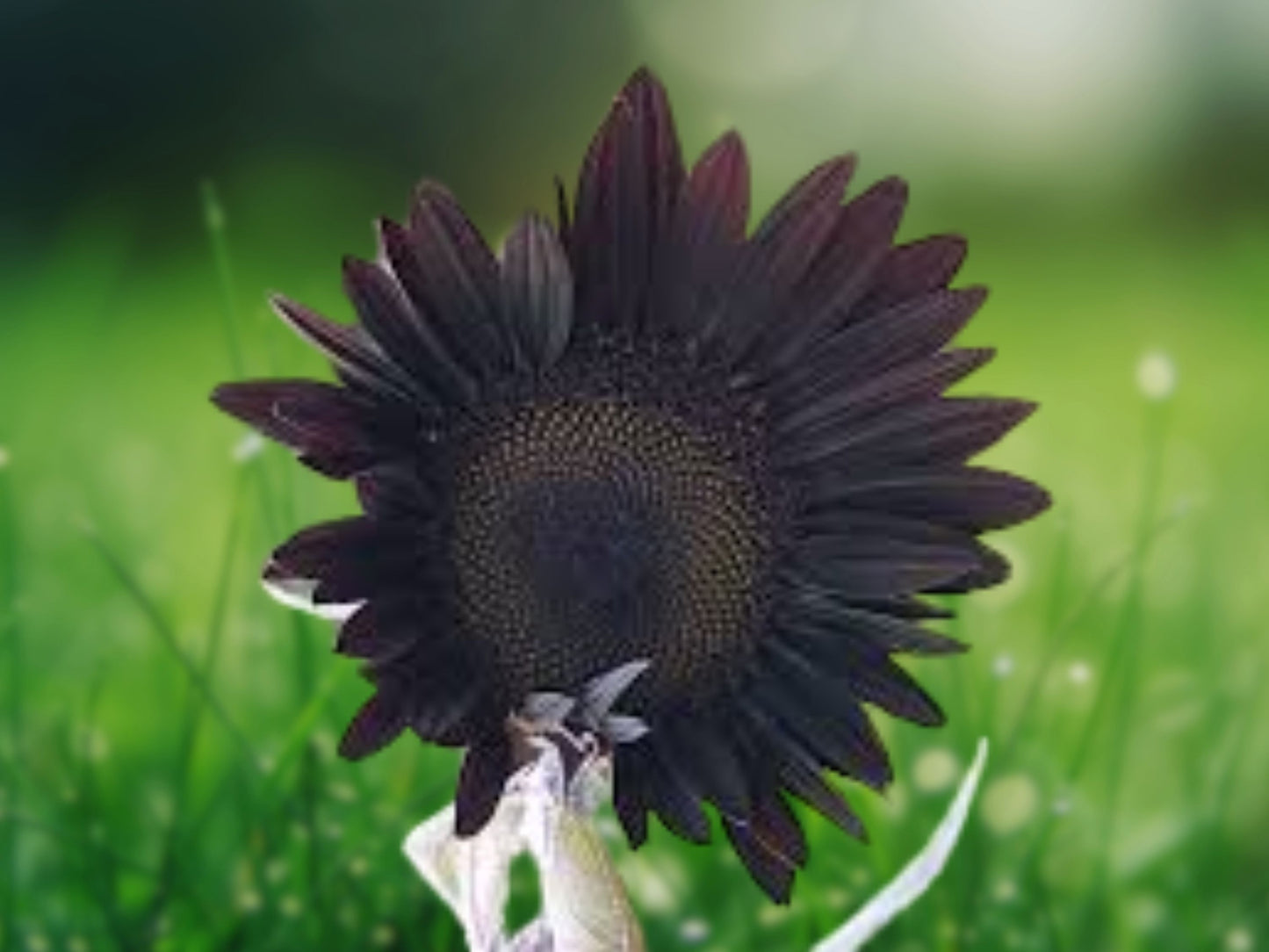 25 Velvet Queen Sunflower Seeds Deep Burgundy Black Blooms Pollinator Magnet Easy Annual