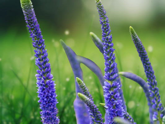 100 Blue Veronica Seeds Speedwell Royal Candle Perennial Flowers