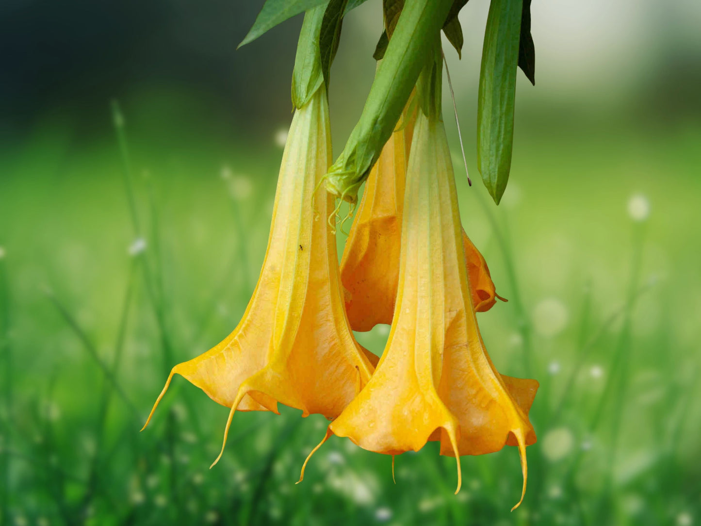 10 Seeds Yellow Angel Trumpet Brugmansia Fragrant Tropical Flower