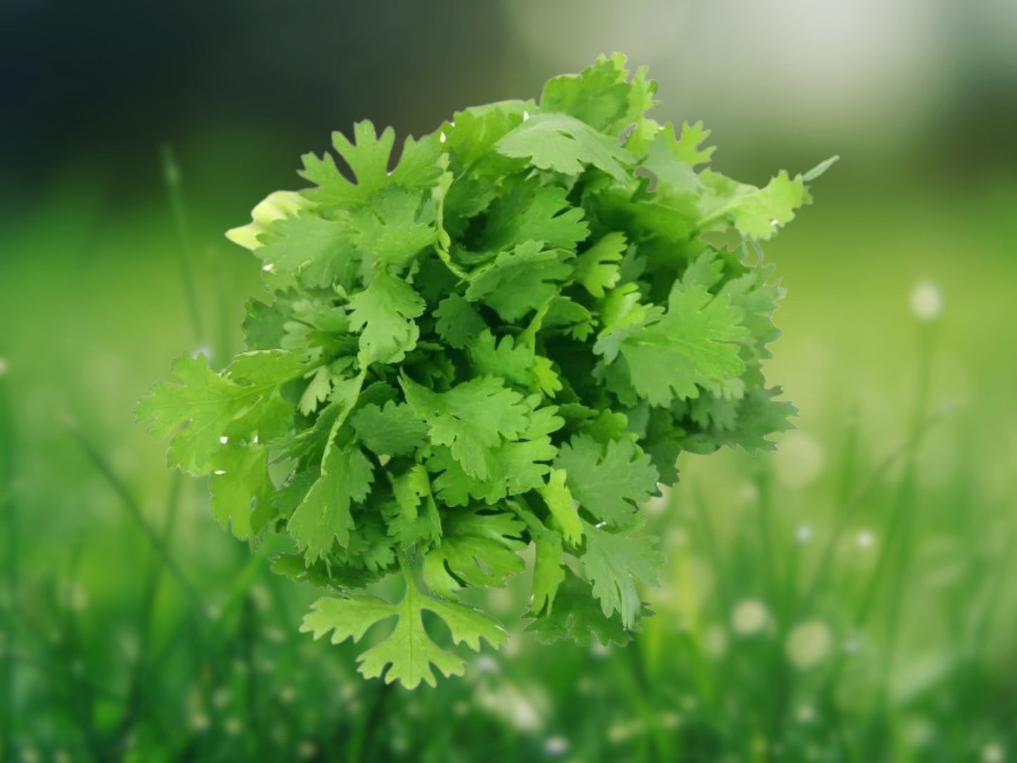 50 Cilantro Coriander Seeds - Culinary Herb Garden Seeds, Fast Growing