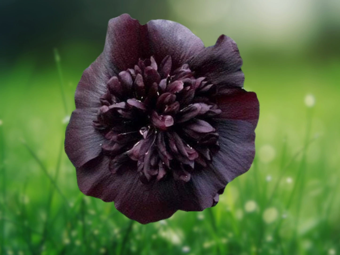 25 Seeds Black Prince Hollyhock Perennial Flower Seed